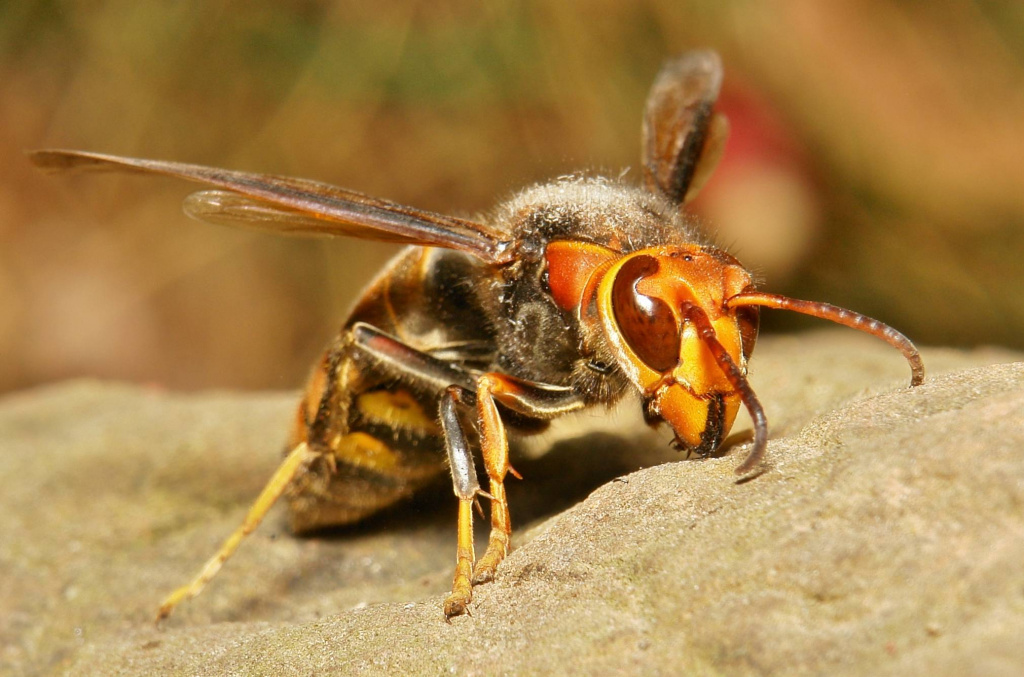 Осы, шершни и пчелы могут быть причиной отека и аллергии